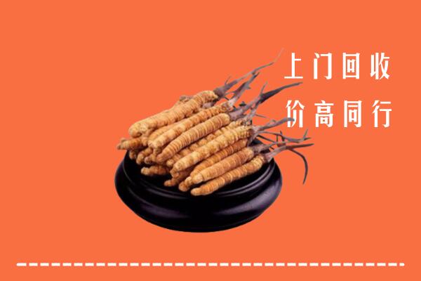 六枝特区冬虫夏草回收多少钱每克